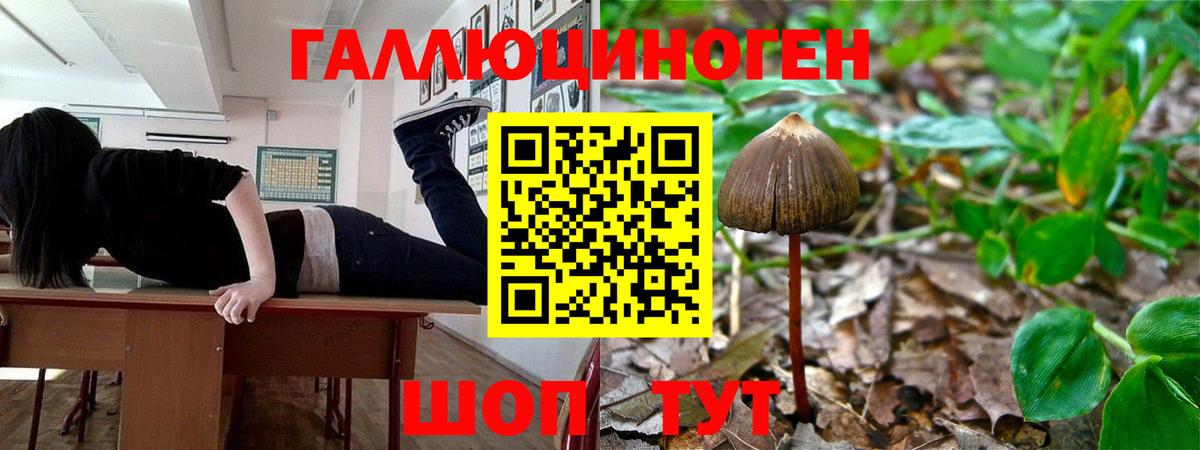 Псилоцибиновые грибы Psilocybine cubensis Беслан